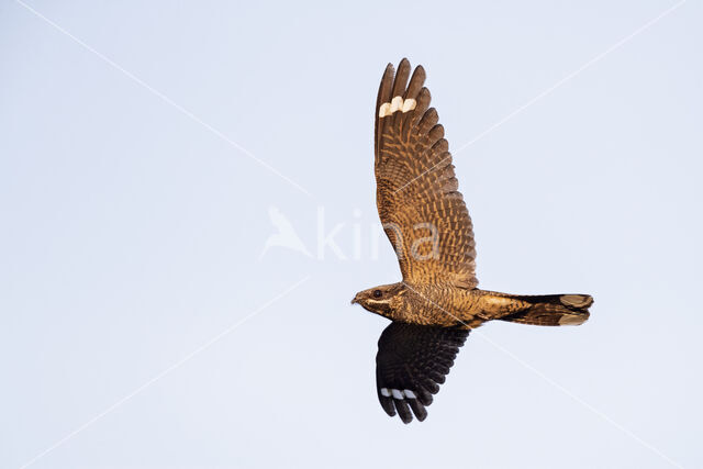 European Nightjar (Caprimulgus europaeus)