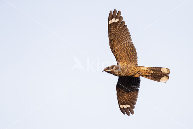 European Nightjar (Caprimulgus europaeus)