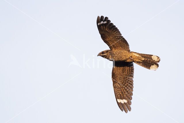 European Nightjar (Caprimulgus europaeus)