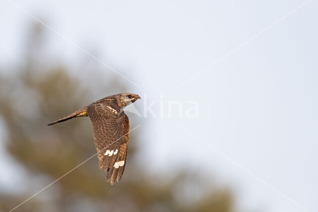 European Nightjar (Caprimulgus europaeus)