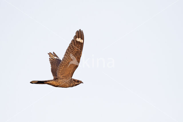 European Nightjar (Caprimulgus europaeus)