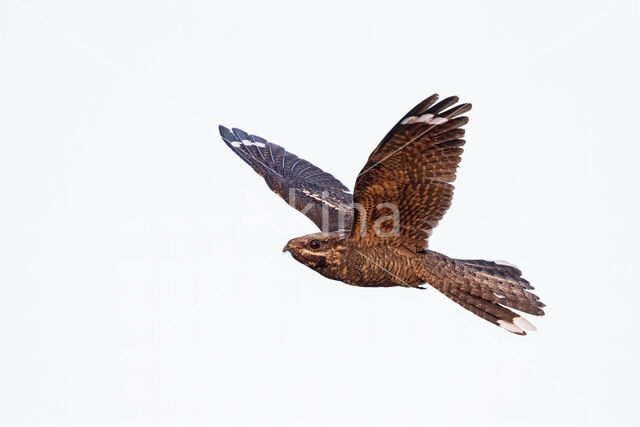 European Nightjar (Caprimulgus europaeus)