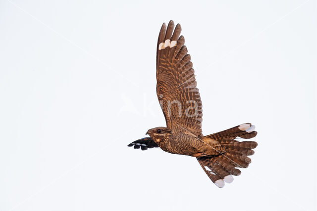 European Nightjar (Caprimulgus europaeus)