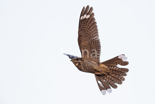 European Nightjar (Caprimulgus europaeus)