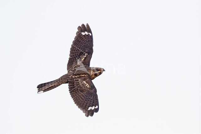 European Nightjar (Caprimulgus europaeus)