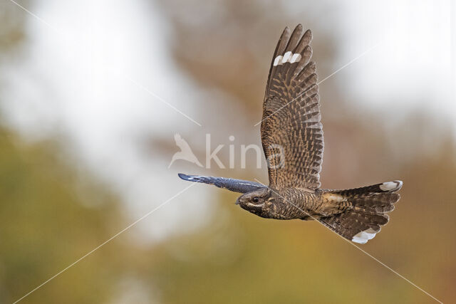 European Nightjar (Caprimulgus europaeus)