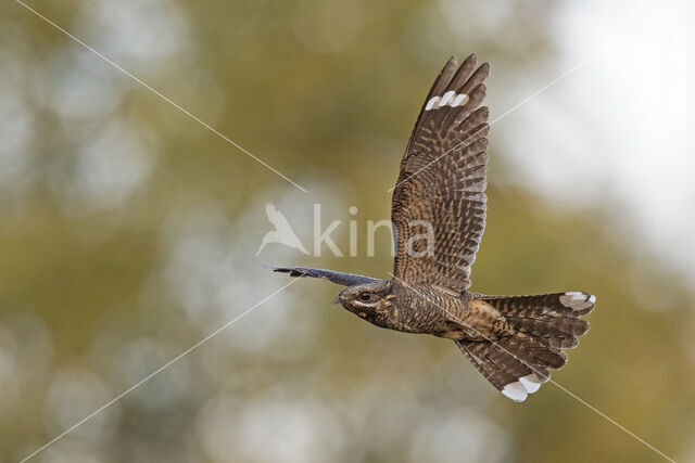 European Nightjar (Caprimulgus europaeus)