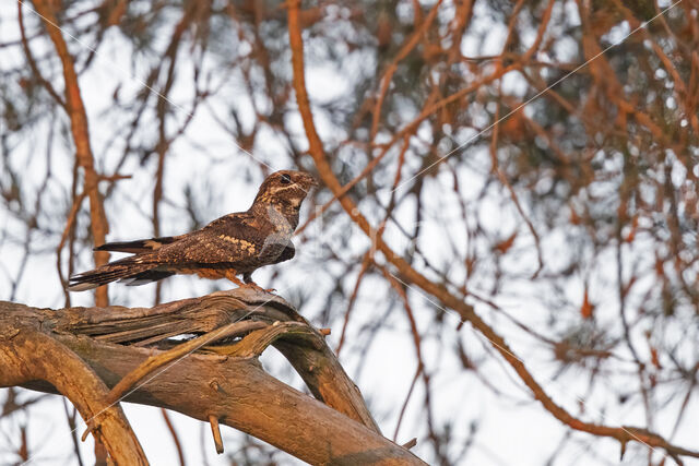 European Nightjar (Caprimulgus europaeus)