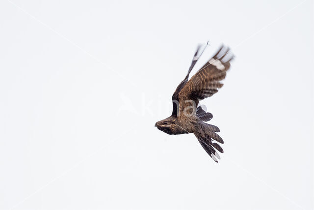 European Nightjar (Caprimulgus europaeus)