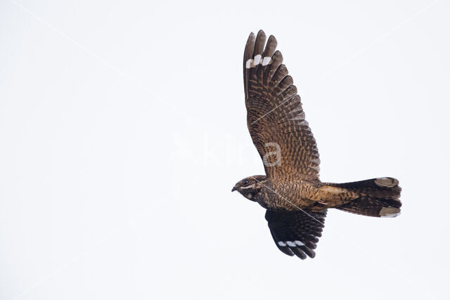 European Nightjar (Caprimulgus europaeus)