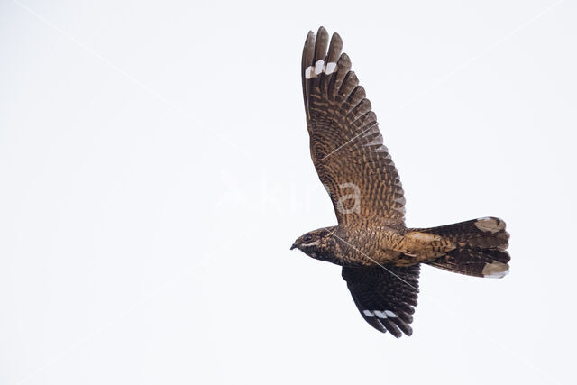 European Nightjar (Caprimulgus europaeus)