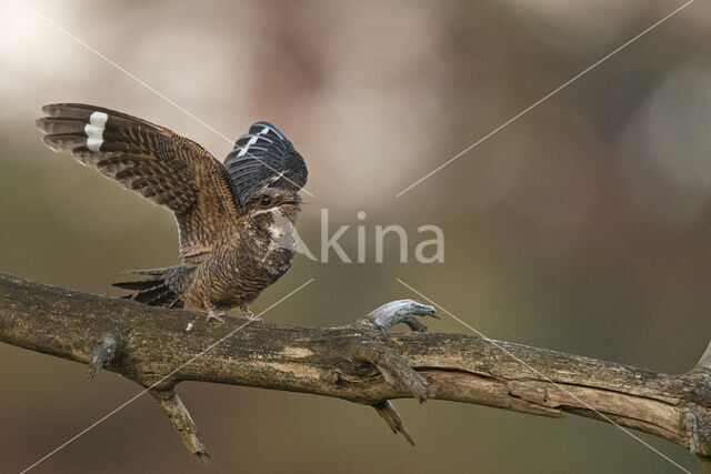 European Nightjar (Caprimulgus europaeus)