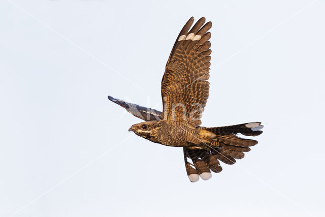 European Nightjar (Caprimulgus europaeus)