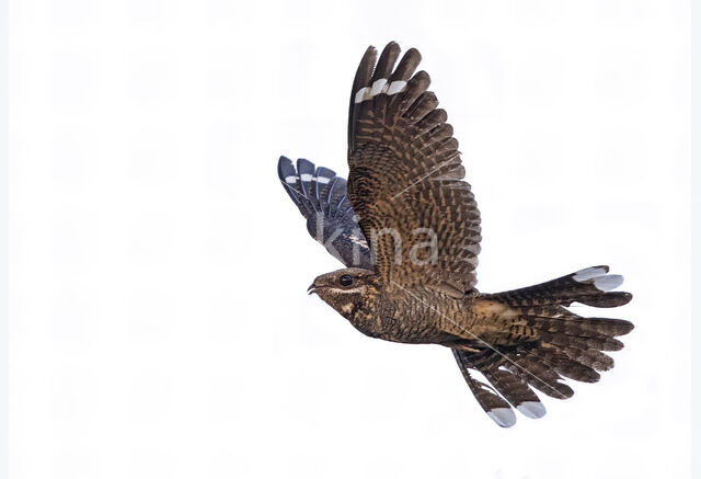 European Nightjar (Caprimulgus europaeus)