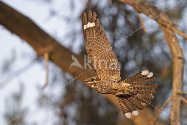 European Nightjar (Caprimulgus europaeus)