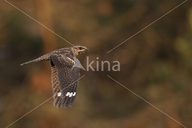 European Nightjar (Caprimulgus europaeus)