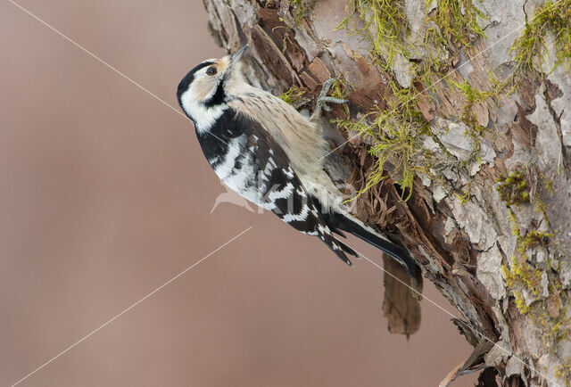 Kleine Bonte Specht (Dendrocopos minor)