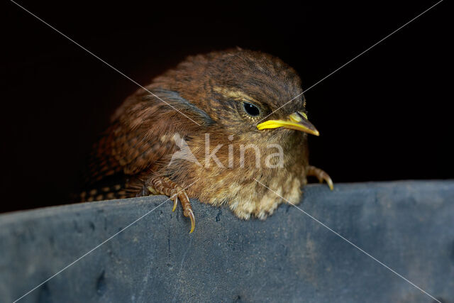 Winterkoning (Troglodytes troglodytes)