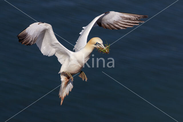 Northern Gannet (Morus bassanus)