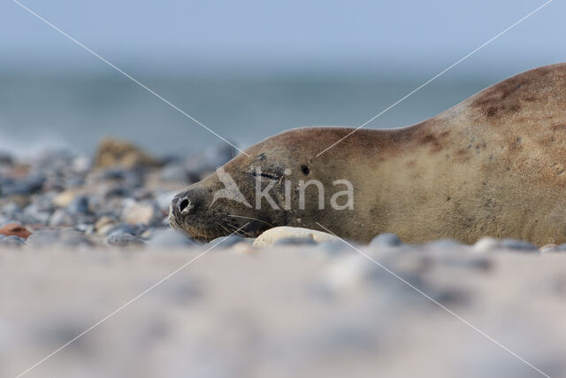 Grijze zeehond