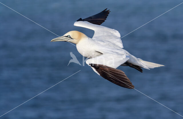 Northern Gannet (Morus bassanus)