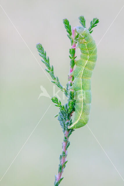 Variabele voorjaarsuil (Orthosia incerta)