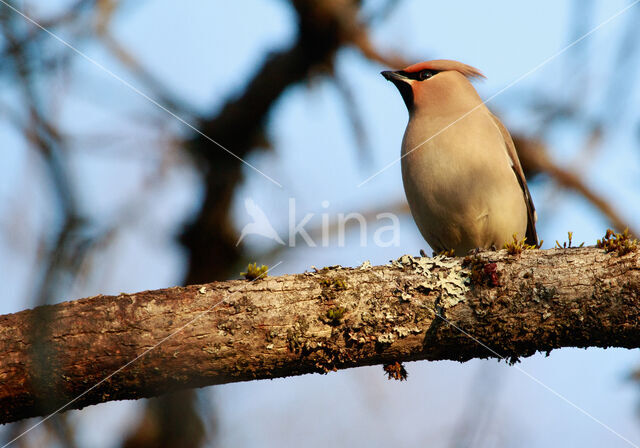 Pestvogel (Bombycilla garrulus)