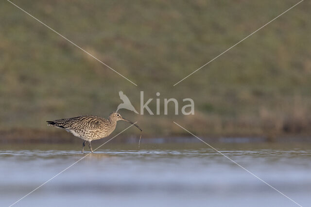 Eurasian Curlew (Numenius arquata)