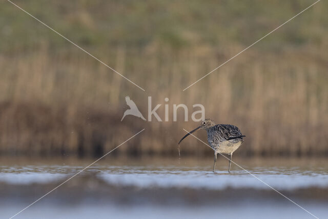 Eurasian Curlew (Numenius arquata)