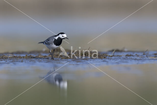 Witte Kwikstaart (Motacilla alba)