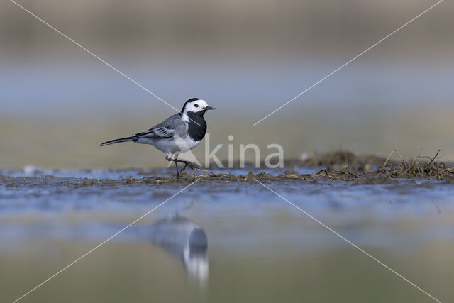 Witte Kwikstaart (Motacilla alba)