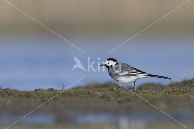 Witte Kwikstaart (Motacilla alba)