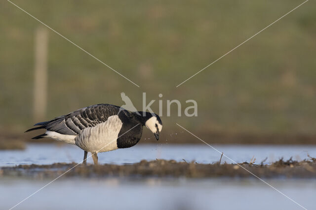 Brandgans (Branta leucopsis)