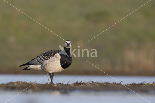 Brandgans (Branta leucopsis)