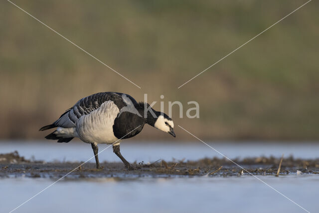 Brandgans (Branta leucopsis)