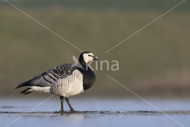 Brandgans (Branta leucopsis)