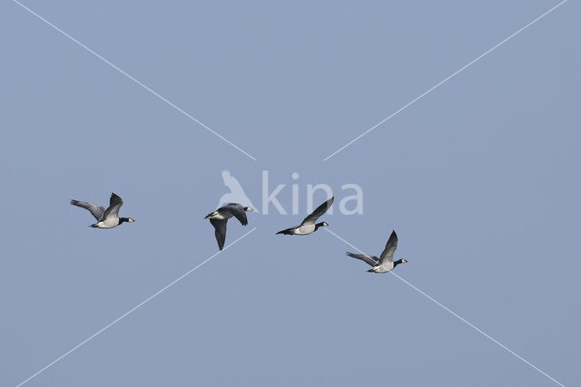 Barnacle Goose (Branta leucopsis)