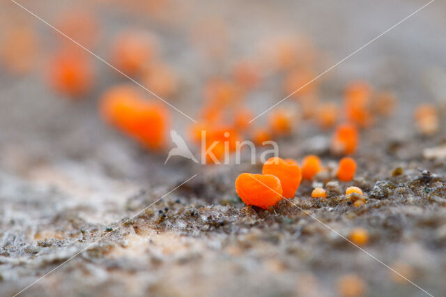 Oranje druppelzwam (Dacrymyces stillatus)