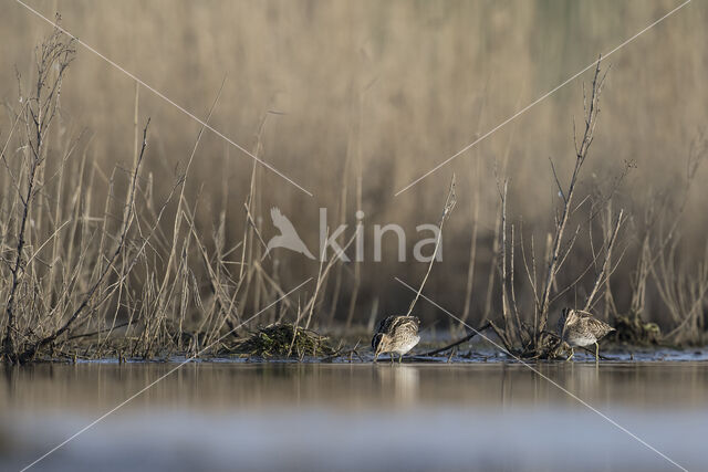 Common Snipe (Gallinago gallinago)