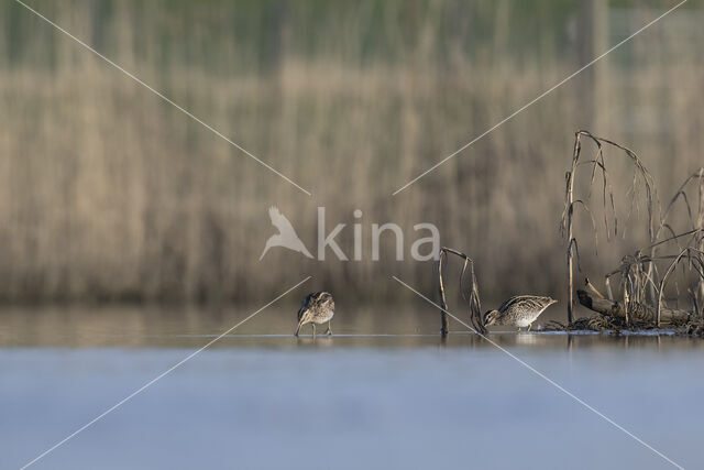 Watersnip (Gallinago gallinago)