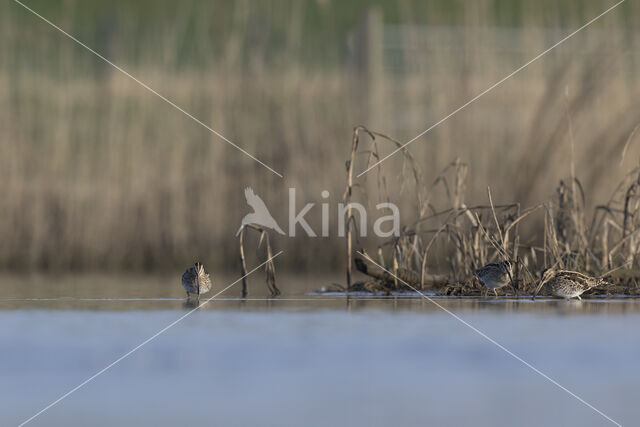 Common Snipe (Gallinago gallinago)