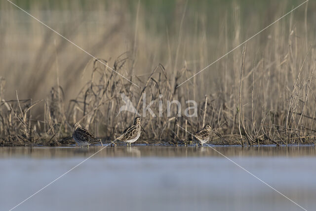 Watersnip (Gallinago gallinago)