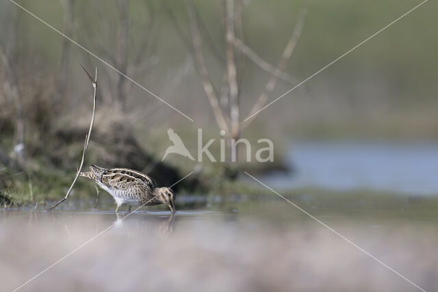 Watersnip (Gallinago gallinago)