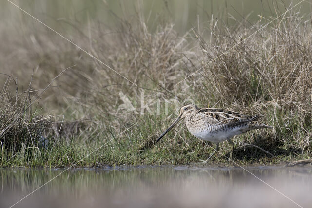 Common Snipe (Gallinago gallinago)