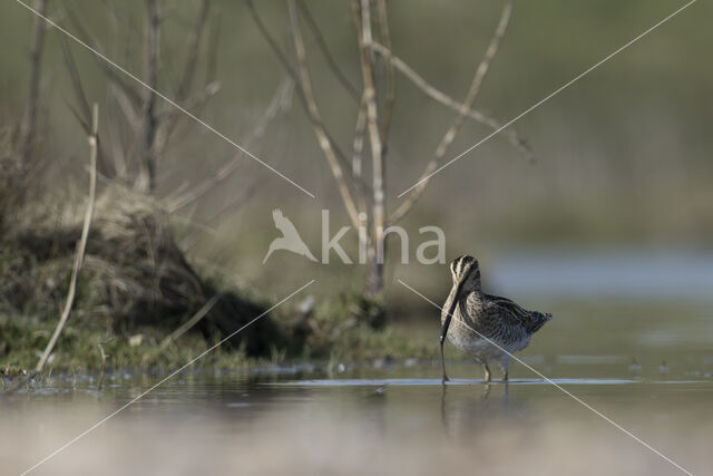 Common Snipe (Gallinago gallinago)