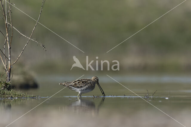 Common Snipe (Gallinago gallinago)