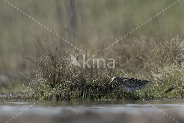 Common Snipe (Gallinago gallinago)