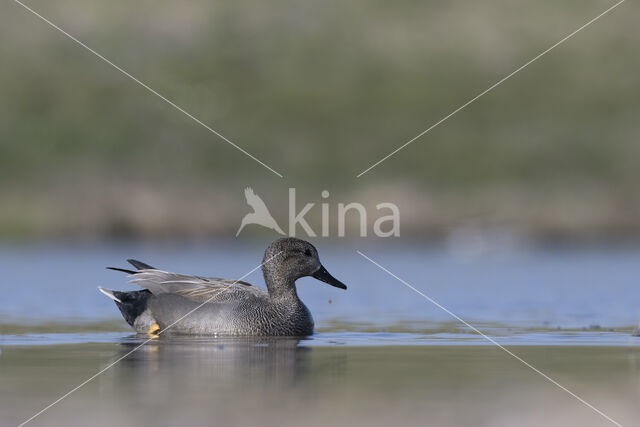 Krakeend (Anas strepera)