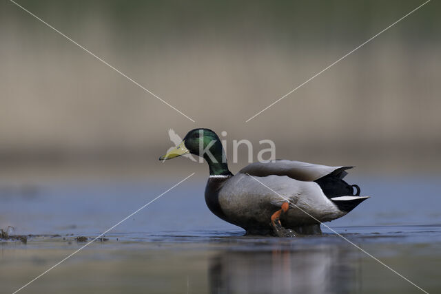 Mallard