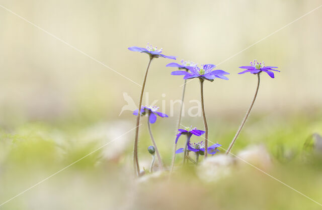 Liverwort (Anemone hepatica)